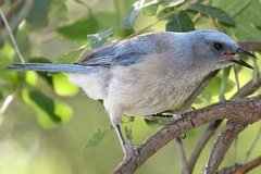 Mexican Jay